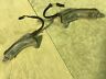 2606550 2606551 Dodge Dart Front Turn Signal Assemblies And 2606550 2606551 Dodge Dart Front Turn Signal Assemblies And