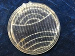 M Hall Cowl Light Lens Glass 7/8 4375 Chrysler ? Dodge Ford Buick. Fixed Price $39.00.