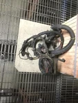 Replaces 1999 International DT466E Cab To Engine Wiring Harness , Il. Fixed Price $572.14.